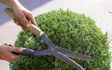 Landing and caring for the buxus
