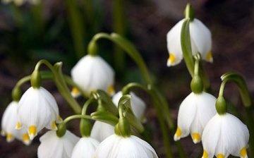 Jarní bílý květ