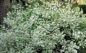 Derain white Elegantissima: opis