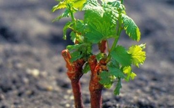 Metode uzgoja grožđa