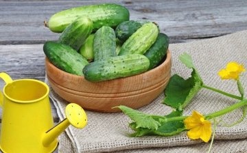 Nejlepší odrůdy okurek pro polykarbonátový skleník
