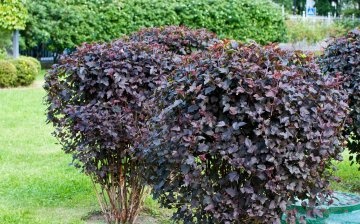 Care tips: watering, feeding and pruning