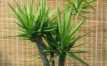Conditions for growing an ornamental plant