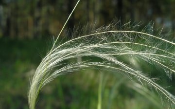 Feather grass is beautiful: description