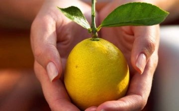Szoba citrom