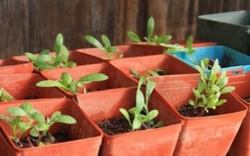 Reproducerea și plantarea unei plante