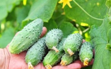 The best varieties of cucumbers for open ground