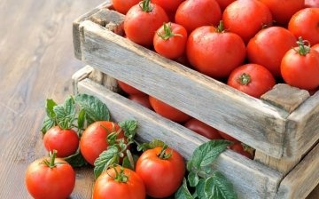 أصناف الطماطم للبيوت البلاستيكية