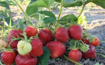 Repair strawberry - what is it, what is the feature