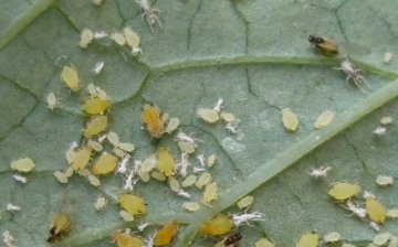 Aphids are green, brown and black
