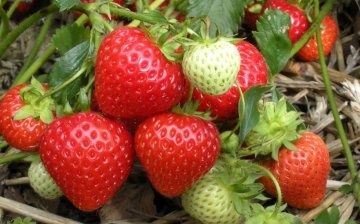 Creation of conditions for growing berries