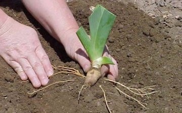 Zahtjev za uzgoj irisa korijena