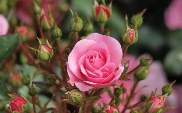 Populární odrůdy pokojových růží