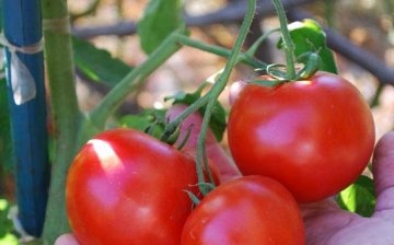 مفهوم الطماطم المحددة وغير المحددة