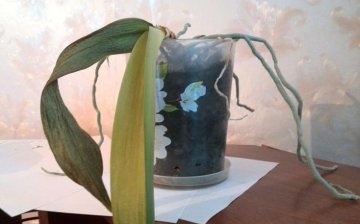 Orhideea se usucă: cauze și posibile boli