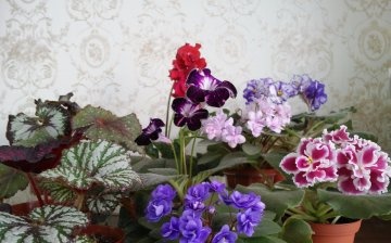 Indoor begonia: species and varieties