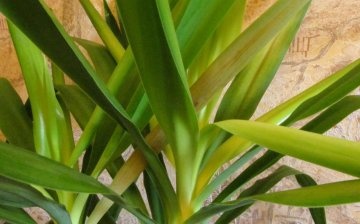 Yucca leaves turn yellow and dry