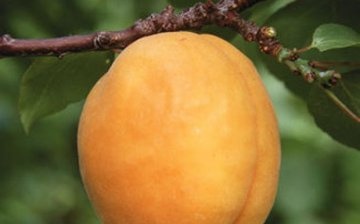 Apricot care
