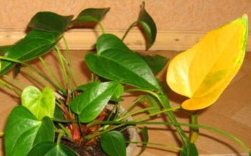 Leaves turn yellow - the reason: improper care