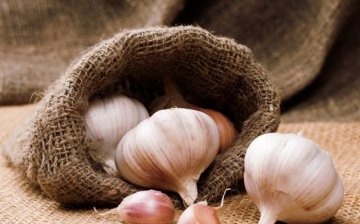 The best varieties of garlic for spring planting