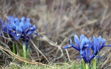 Basic rules for caring for irises on the site