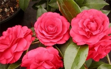 Japán rózsa - "Camellia"