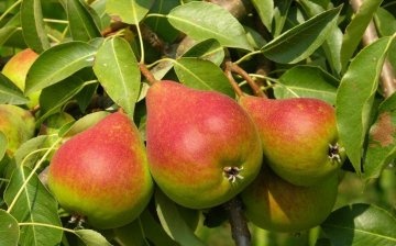 The best pear varieties for growing