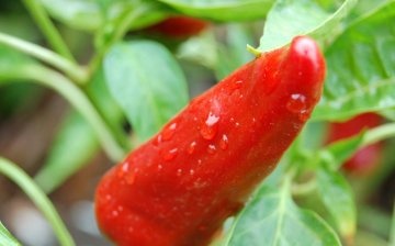 Značajke uzgoja ljute paprike