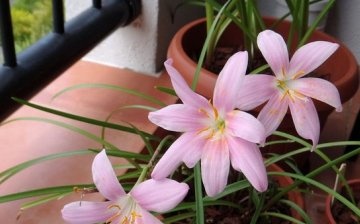 Features of the structure of indoor zephyranthes