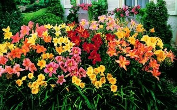 Daylilies - what are these plants?