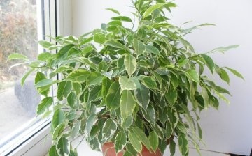 Ficus care after transplant