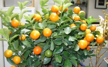 Tangerine tree