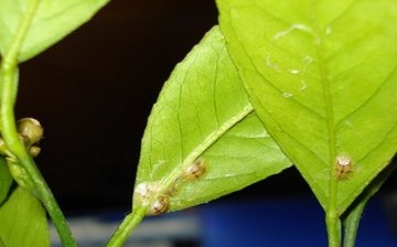 Nemoci a škůdci rostlin, způsoby jejich řešení
