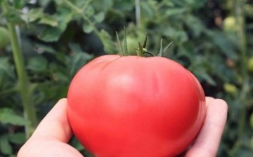 الطماطم "توت العليق غير المشبع"