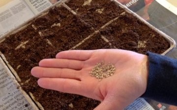 Priprema tla, spremnici i sadnja sjemena za sadnice