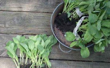 Jak správně pěstovat zelenou zeleninu?