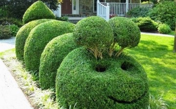 Druhy a formy topiary