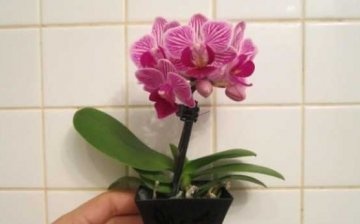 Cumpărarea de mini orhidee