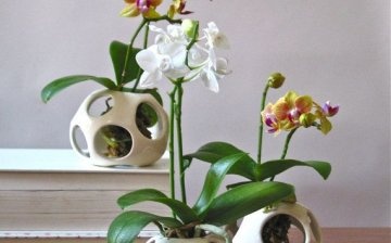 Metody pěstování orchidejí