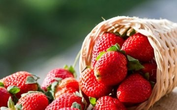 Cele mai bune soiuri de căpșuni pentru hidroponie