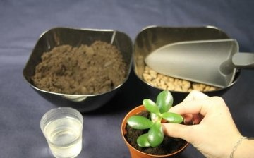 Capacity and soil for the plant
