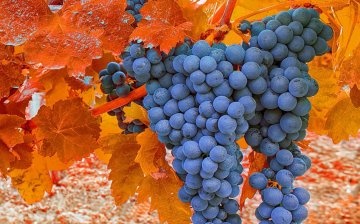 Frost resistance of grapes