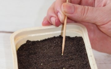 Výsadba semen eustoma