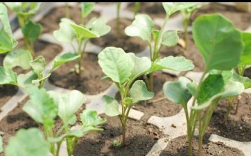 Uzgoj sadnica brokule