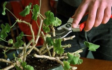 Spring pruning: timing and rules