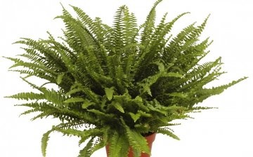Fern types for home cultivation