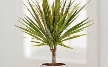 How to properly care for dracaena?
