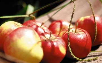 Jablečná odrůda Korobovka