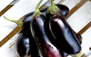 The best varieties of eggplant for the greenhouse