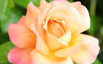 Tipuri de trandafiri pentru altoire